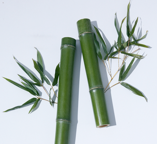 BAMBOO